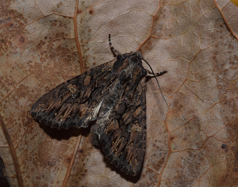 Identificazione crisalide di falena - Mniotype sp., Noctuidae